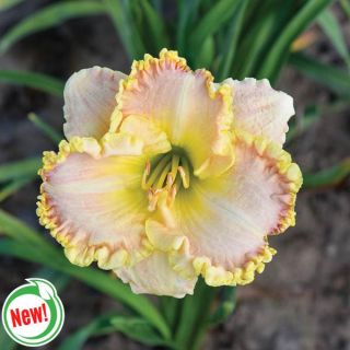 Singular Sensation Daylily Thumbnail